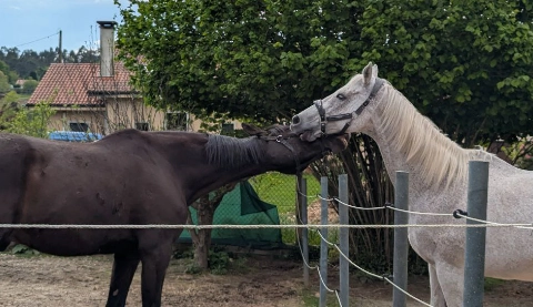 Dos caballos jugando relajados después de una sesión de zoofarmacognsois