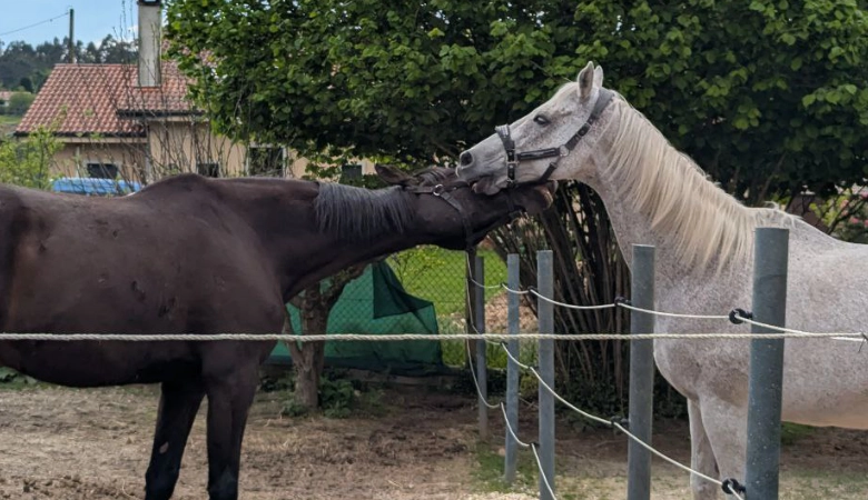 Dos caballos jugando relajados después de una sesión de zoofarmacognsois