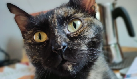 la chica neroli, gata carey con sesiones de zoofarmacognosis