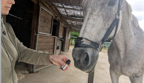 Sesión de zoofarmacognosis a un caballo con EPOC, Jerjes, eligió la ravintsara