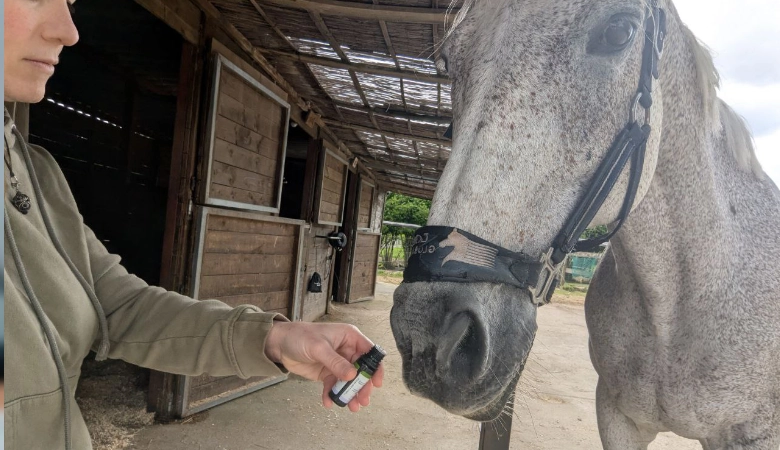 jerjes_caballoepoc_zoofarmacognosis_780169 Sesión de zoofarmacognosis a un caballo con EPOC, Jerjes, eligió la ravintsara