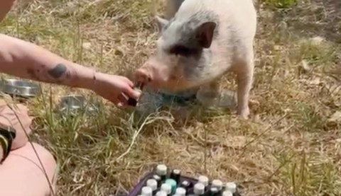 sesión de zoofarmacognosis aplicada a Tanit un cerdo con problemas