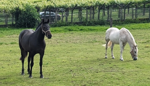 Como se automedican los animales, caballos pastando