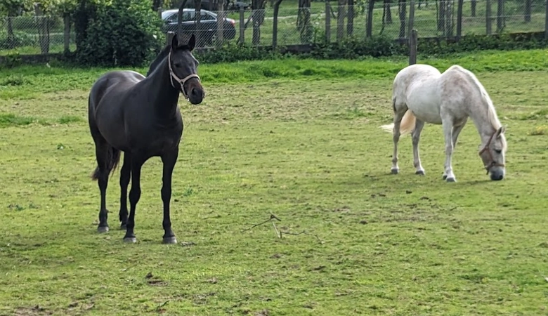 Como se automedican los animales, caballos pastando